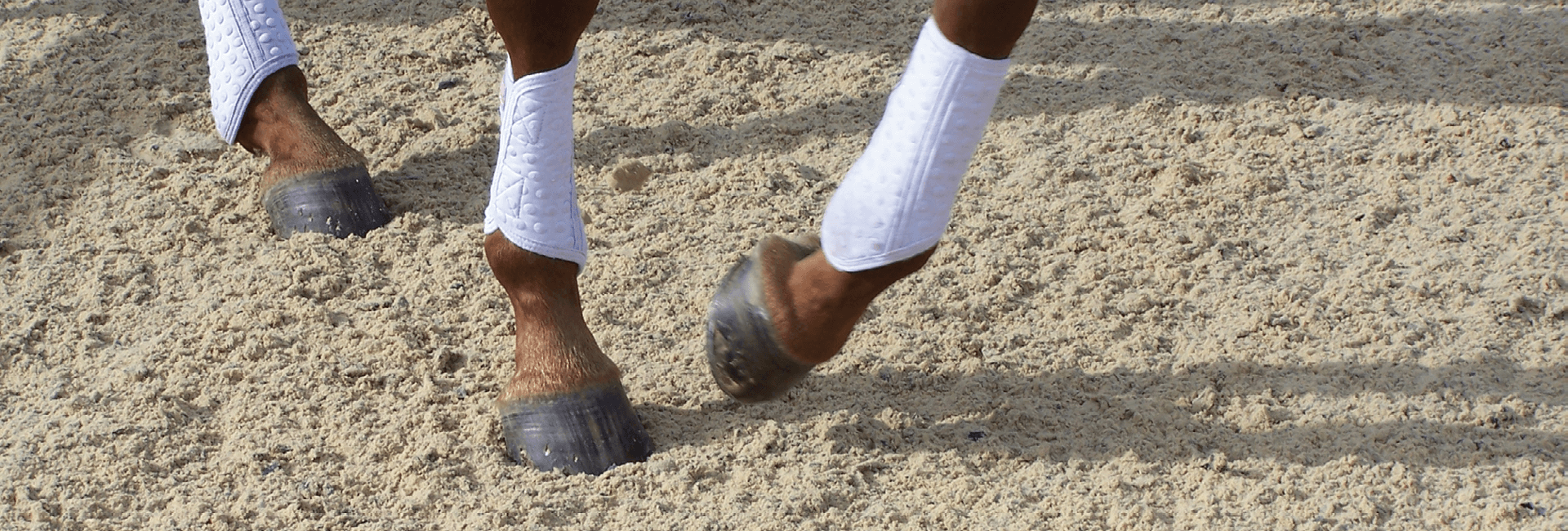 Close up image of horse hooves in a sand arena, wearing white boots